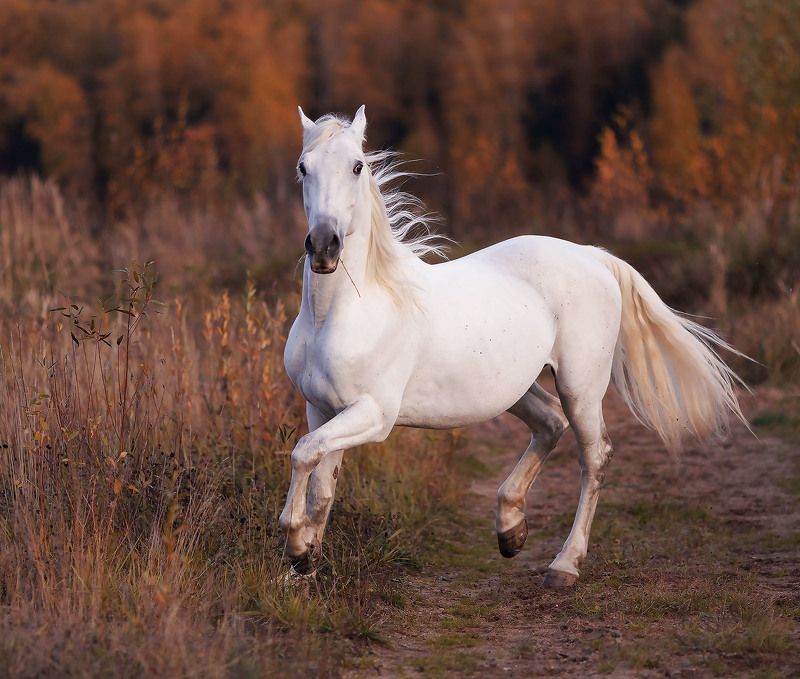 лошадь, рысак, белогривый, осень, поле, horse, beautiful, autumn, field, nature Белогривый фото превью