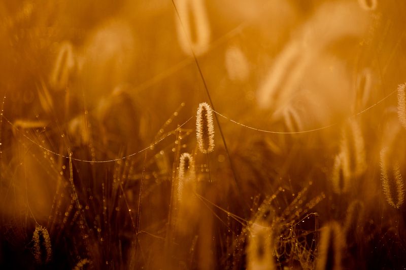 Золотой рассвет. фото превью