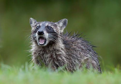 Wet Young Raccoon. Енот-полоскун