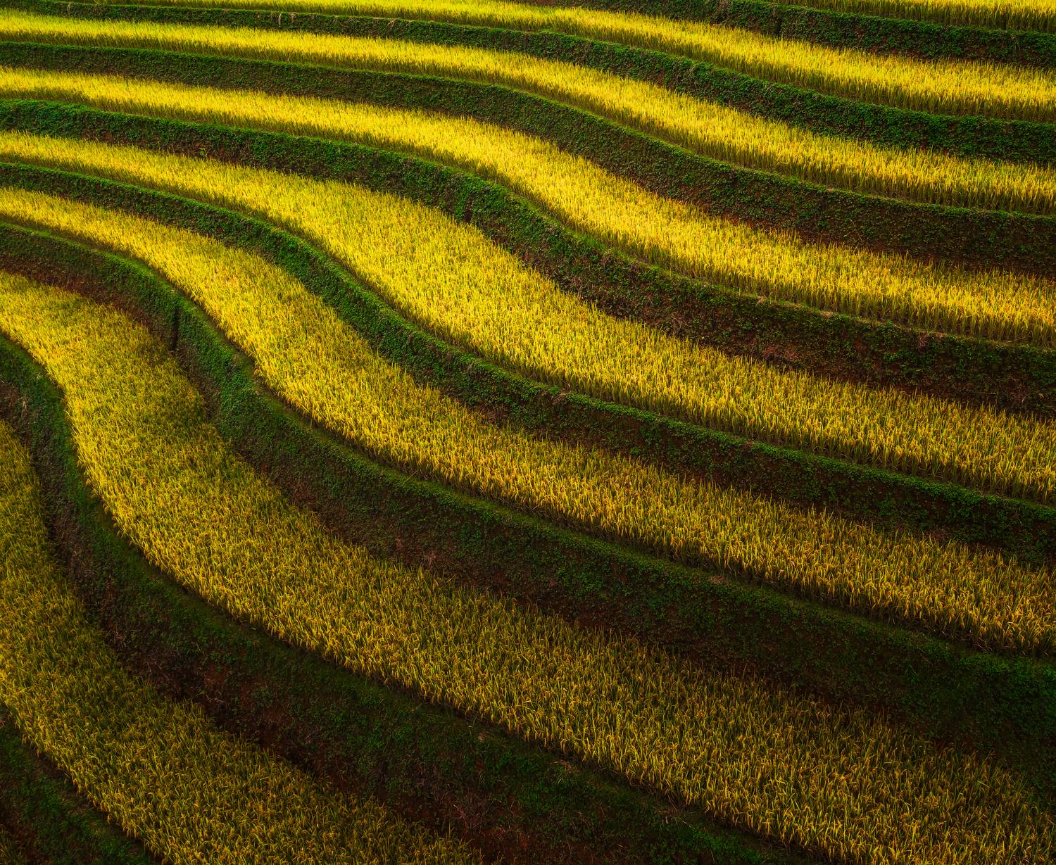 , Radoslav Sviretsov