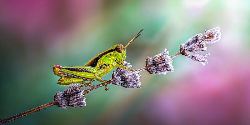 Hoppers needed фото превью
