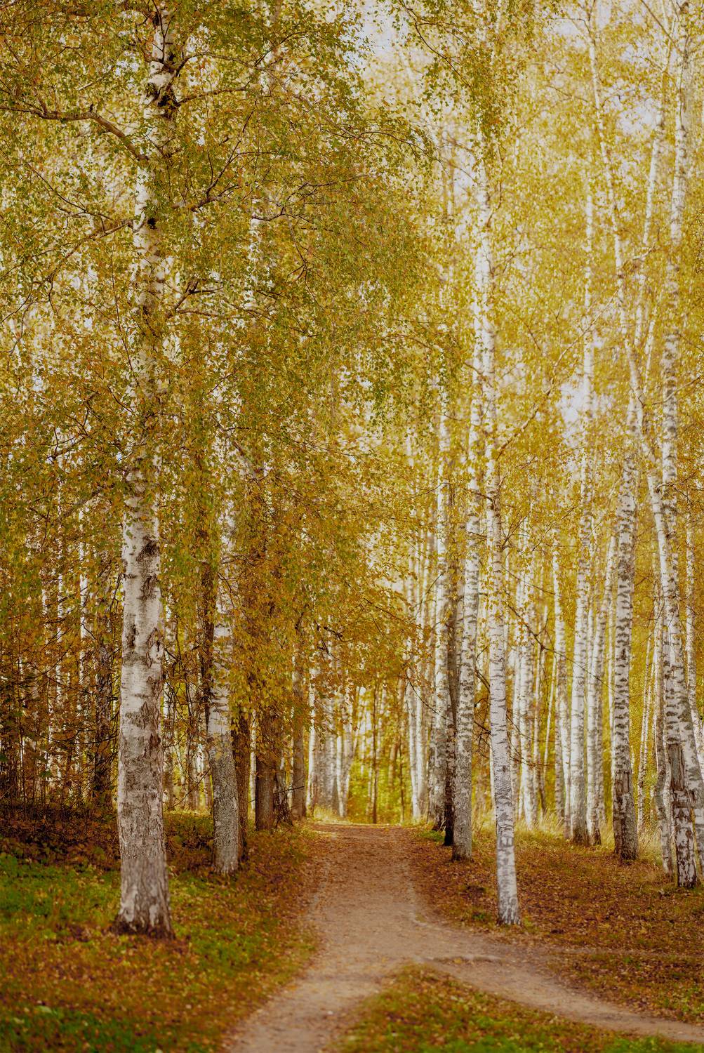 #landscape #autumn #пейзаж #осень, Мощенко Сергей