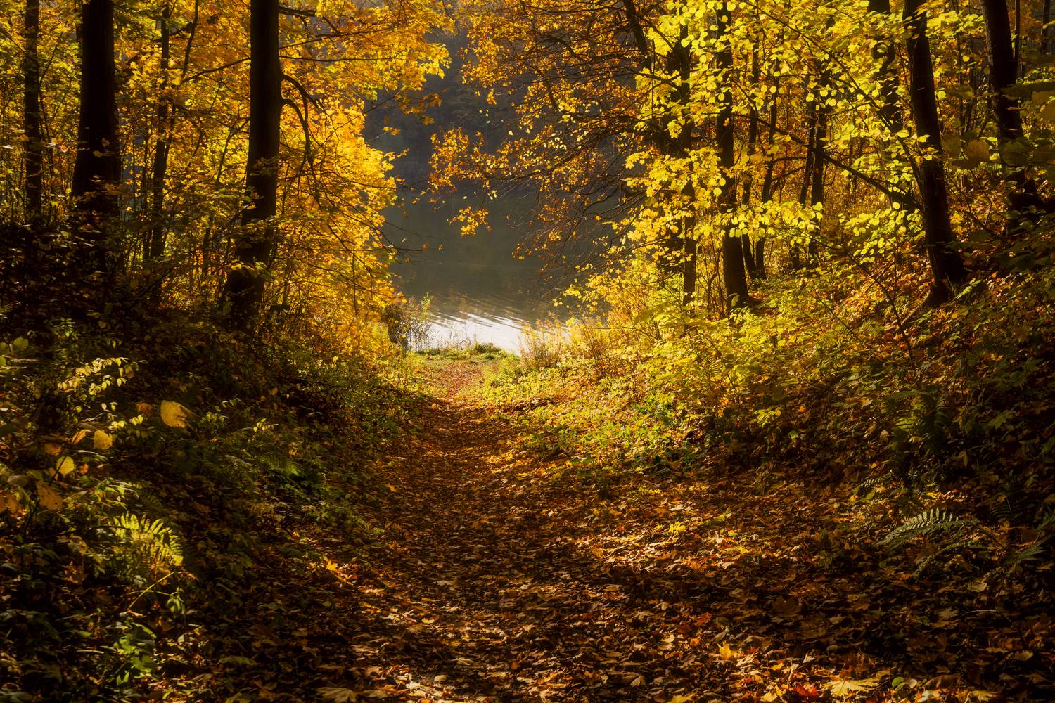 осень, озеро, лес, Колесов Андрей
