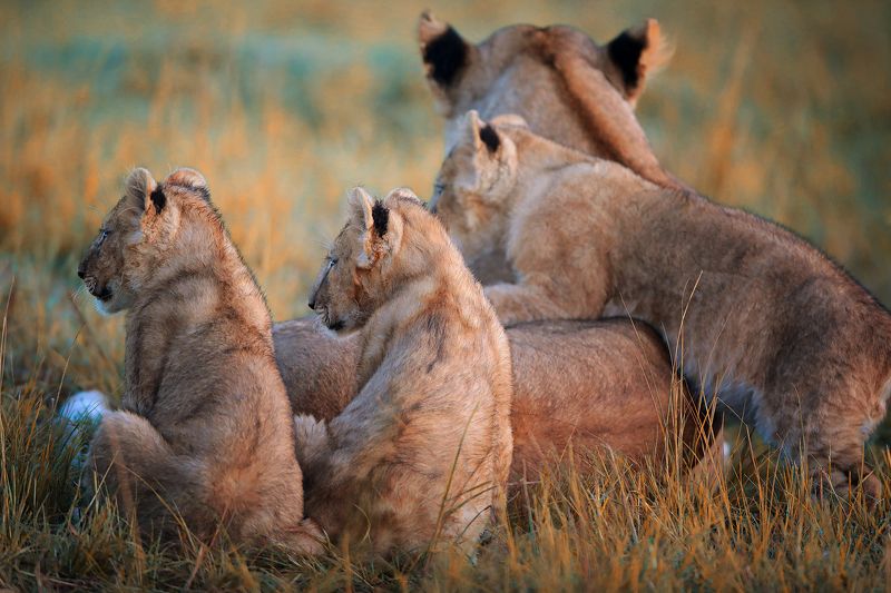 фото превью