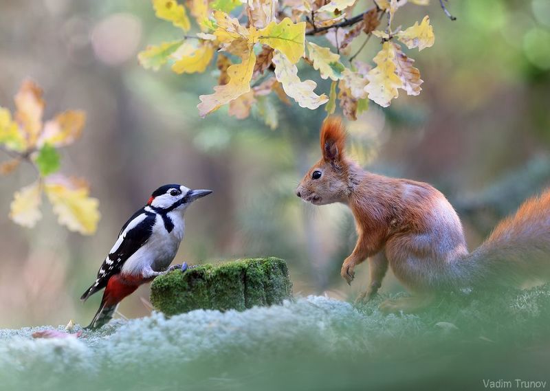 белка, дятел Кто украл мои жёлуди? фото превью
