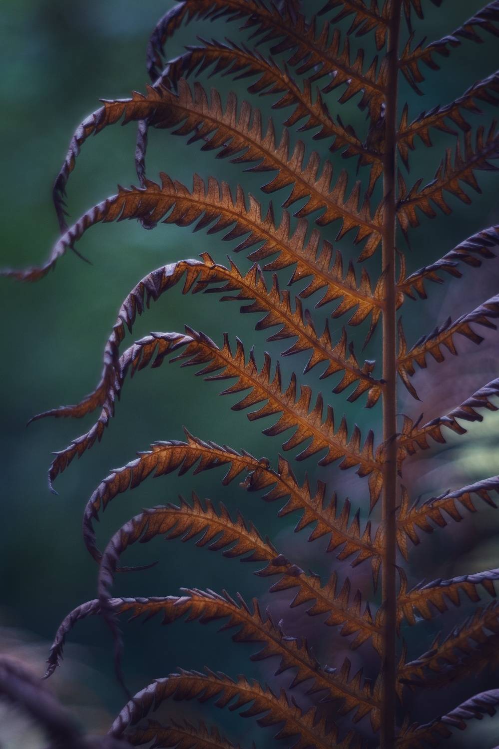 , Мария Обидина