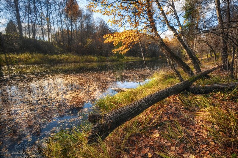 дерево пруд трава листья Октябрь уж наступил фото превью
