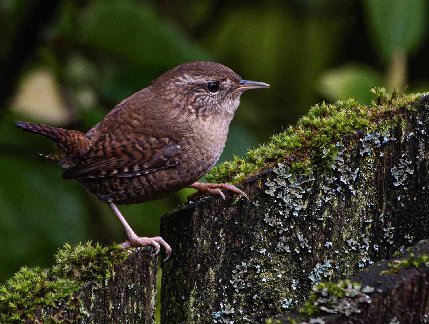 , Курлянцев Алексей