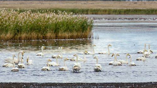 В стаи птицы собираются (6 ФОТО)