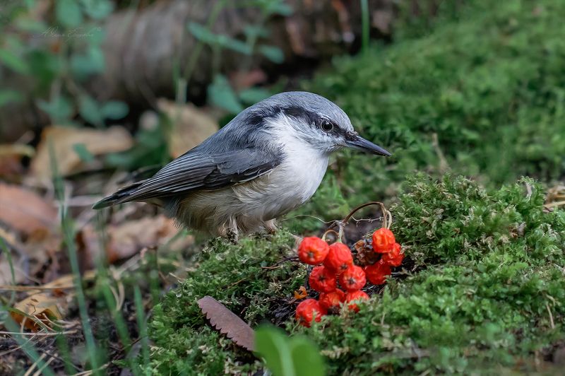 поползень, птица Поползень фото превью