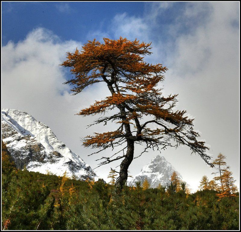Лиственница фото превью