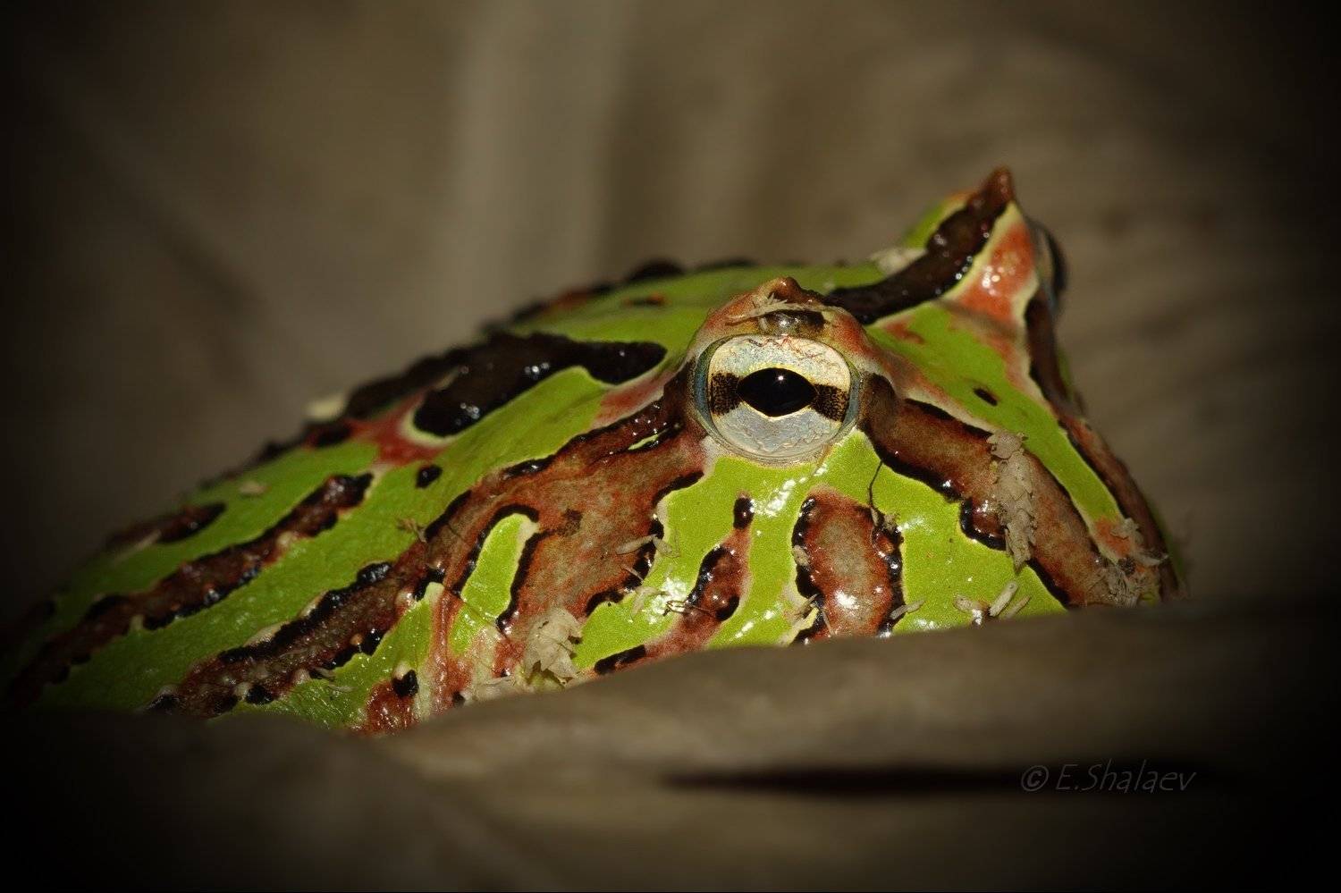 Argentine horned frog, Ceratophrys ornata, Frog, Амфибии, Лягушка, Рогатка украшенная, Евгений