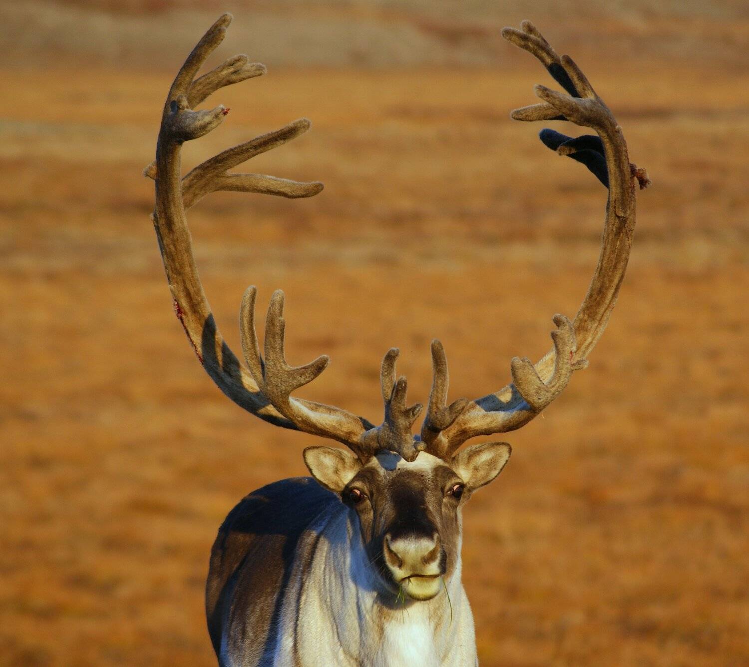 , Андрей Загребельный