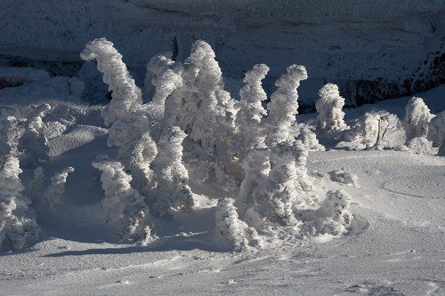 Pro Сибирские