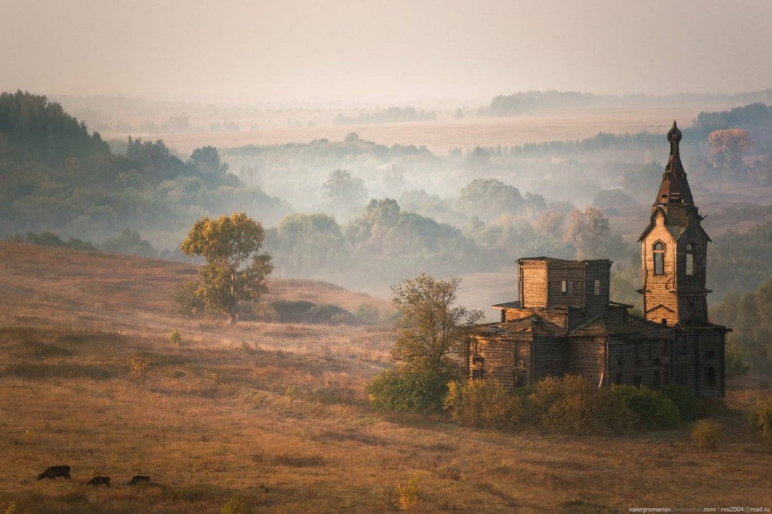 Три, черный, корова, село, Старая Ерыкла, Ульяновск, Россия, романов, туман, дымка, рассвет, деревня, Валерий Романов