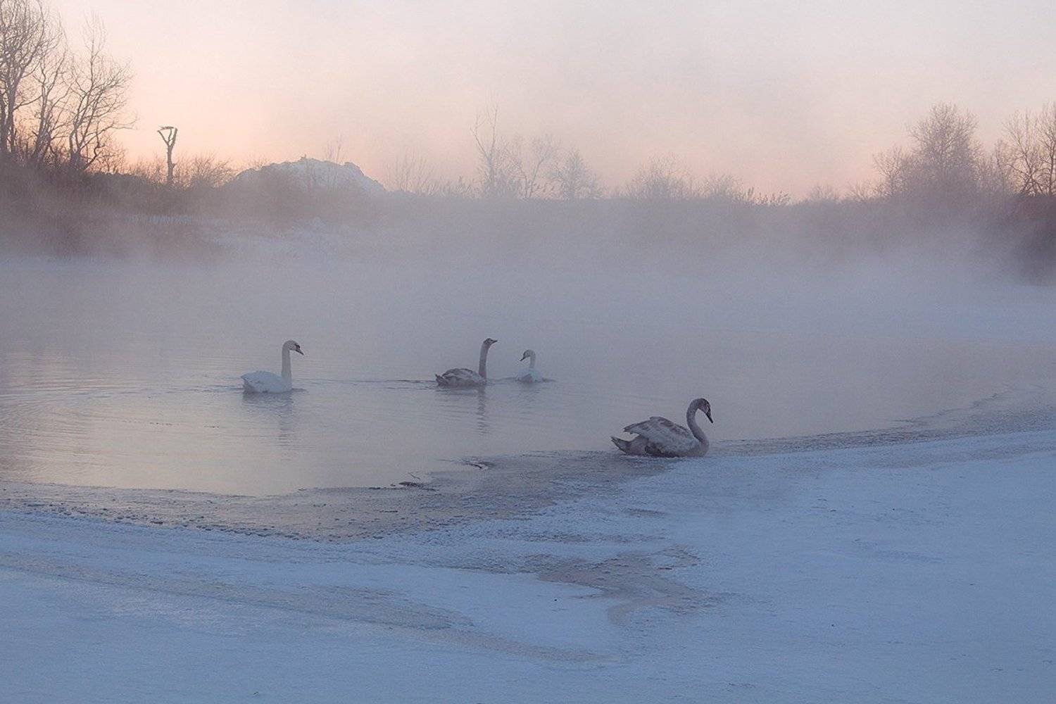 Река. Зима. Лебеди., Александр Игнатьев