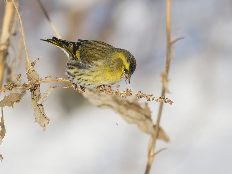 чиж, Чиж. фото превью