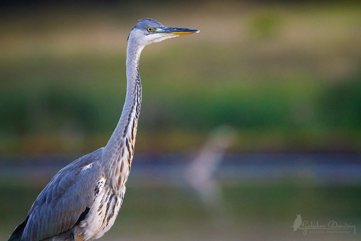 серая цапля, цапля, птицы, орловская область, Голубев Дмитрий