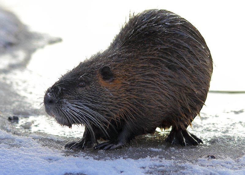 Зимовка нутрий на пруду фото превью