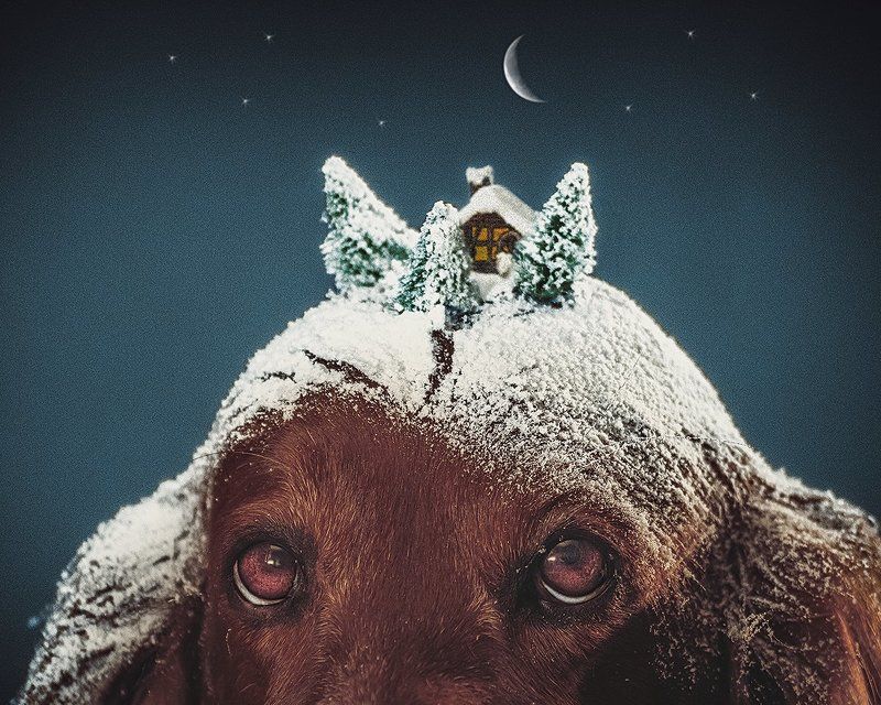 собака, сеттер, арт, снег, глаза, сказка, фантазия,  Новогодняя фантазия фото превью