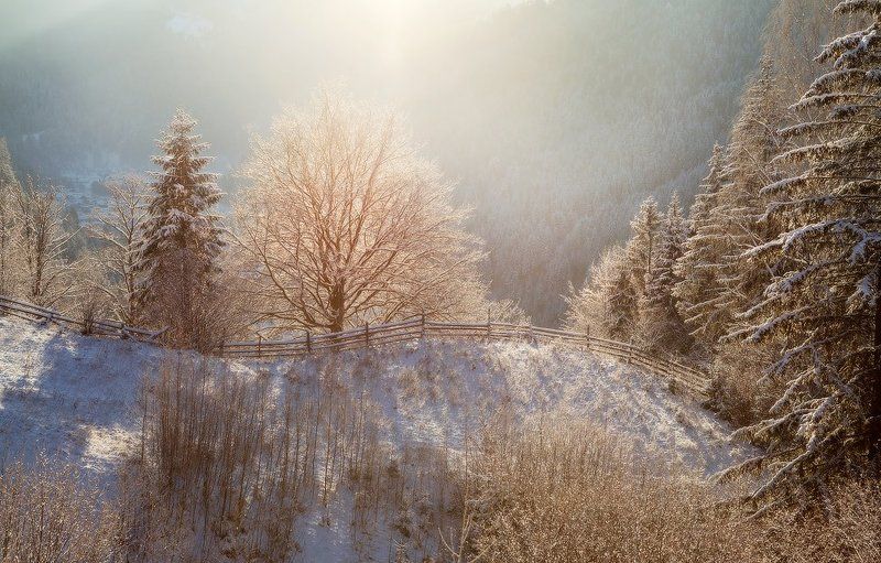 карпаты, природа, утро, дерево, пейзаж, зима, панорама, рассвет, лес, украина освещенный холм фото превью