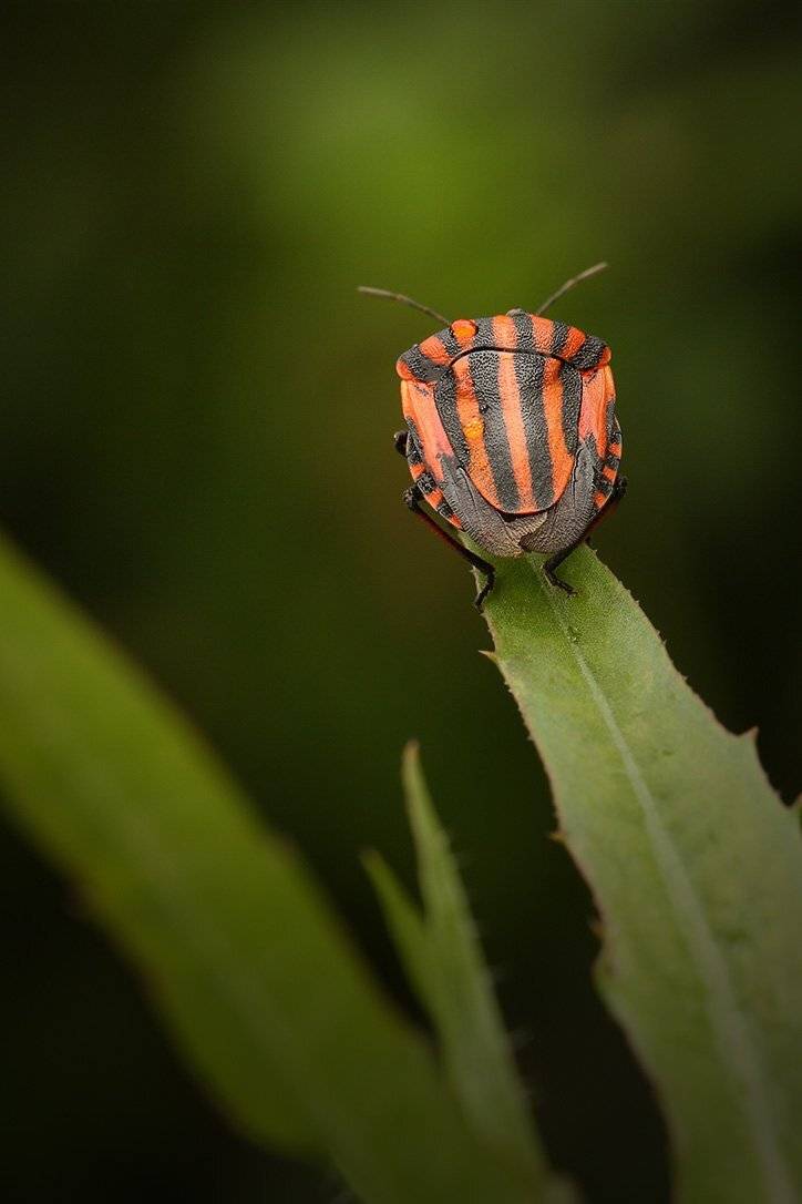 Graphosoma lineatum, Графозома полосатая, Щитник линейчатый, Роман Рысь