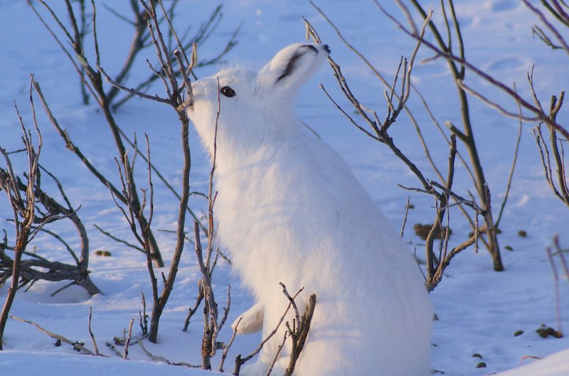 Утренняя кормёжка фото превью
