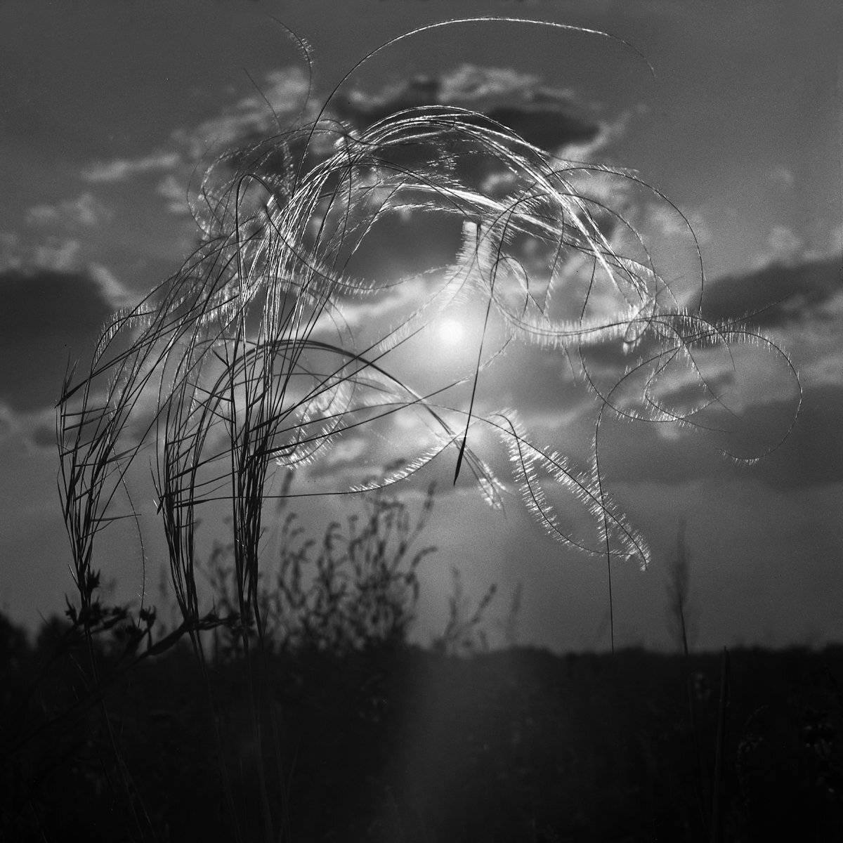 вечер., закат., ковыль., Александр Резников