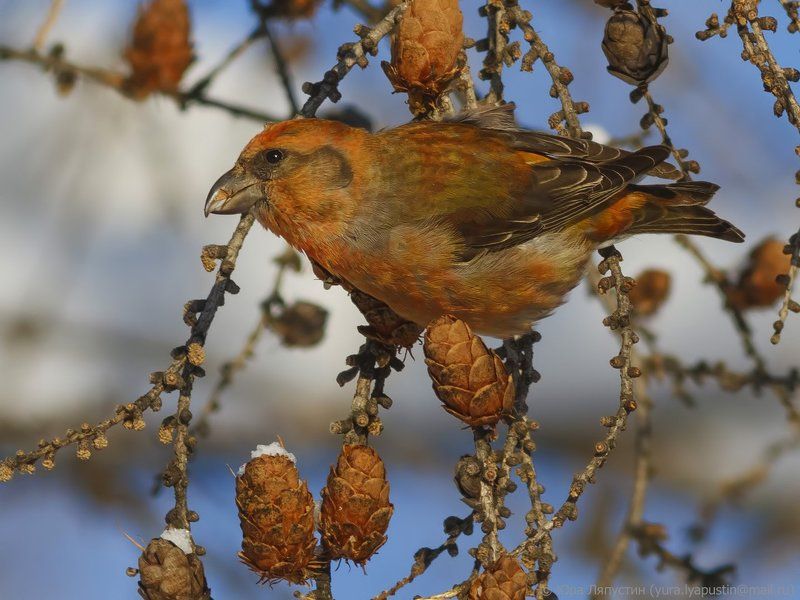 Crossbill. фото превью