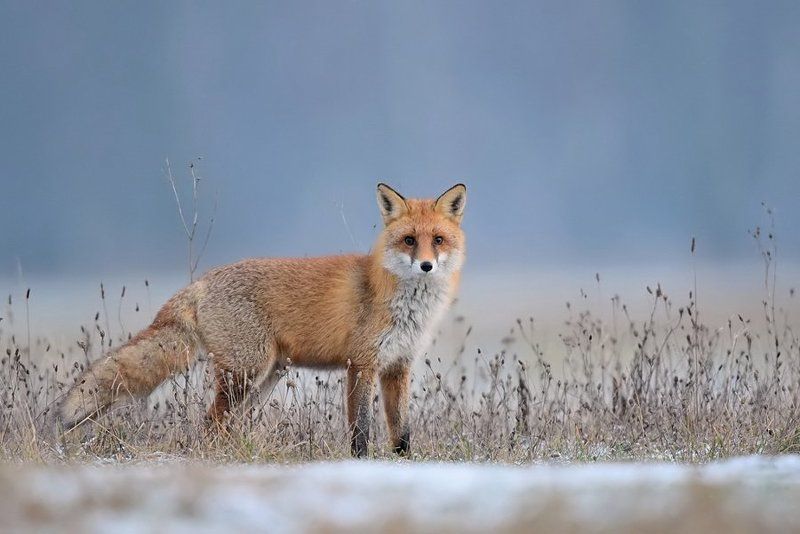 Chytrusek фото превью