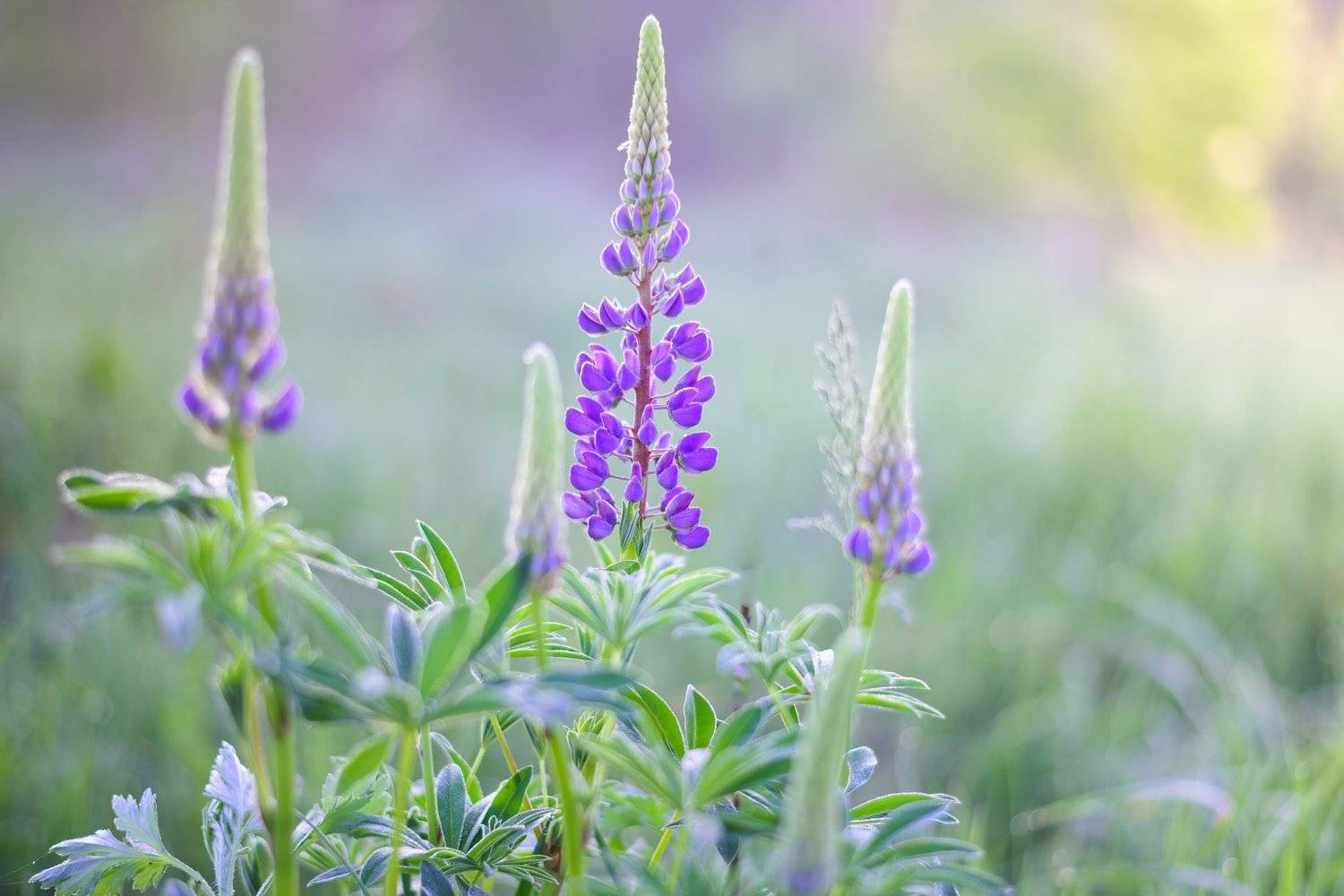 , Лидия Киприч