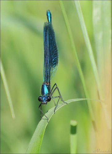 Красотка-девушка