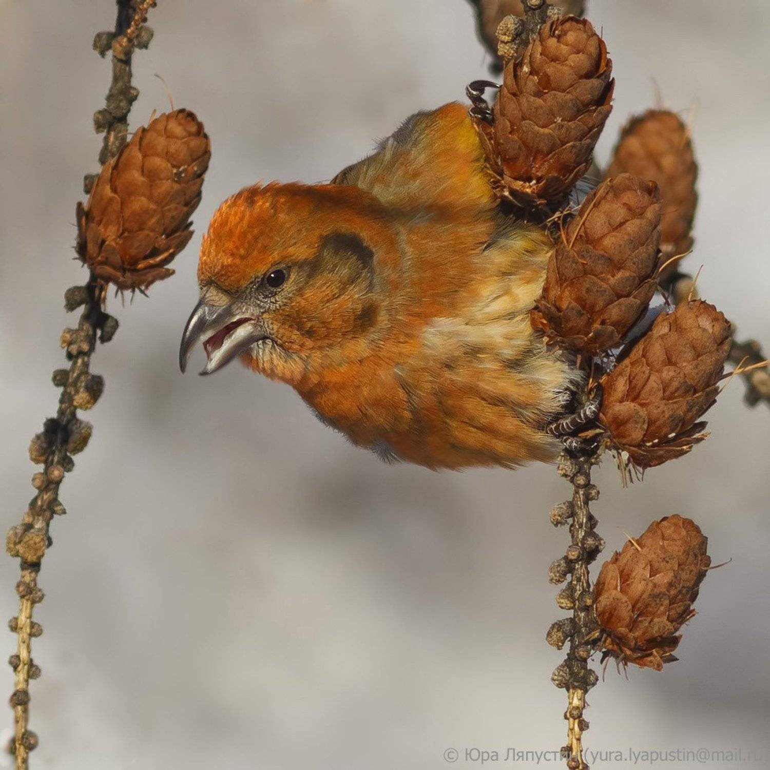 Клёст, Ляпустин Юра