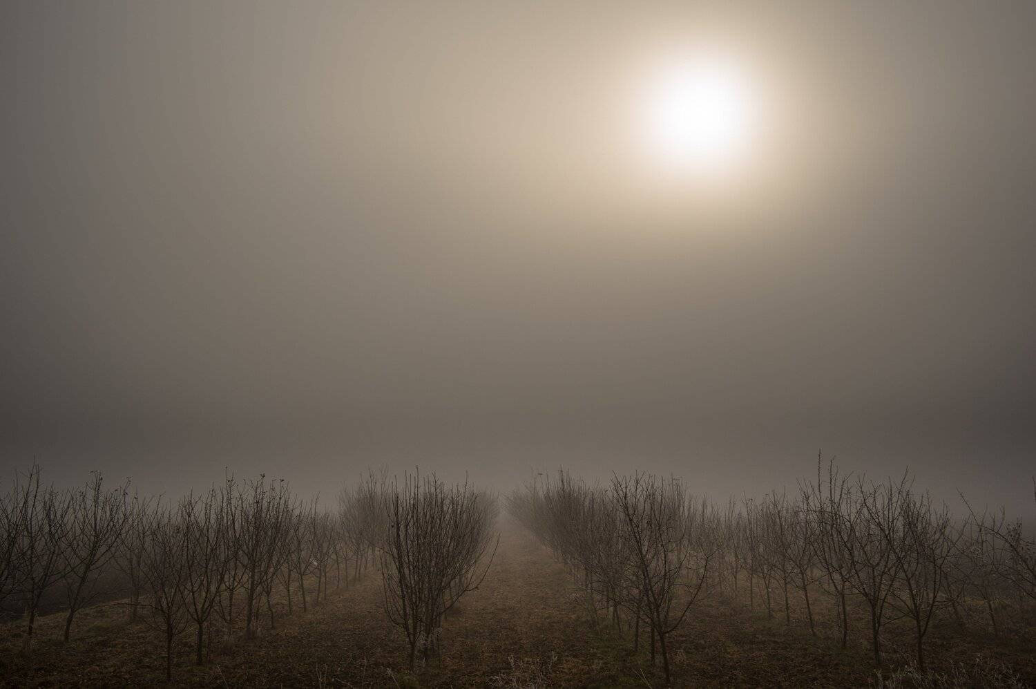 autumn, landscape, trees, fog, Boris Preslavski