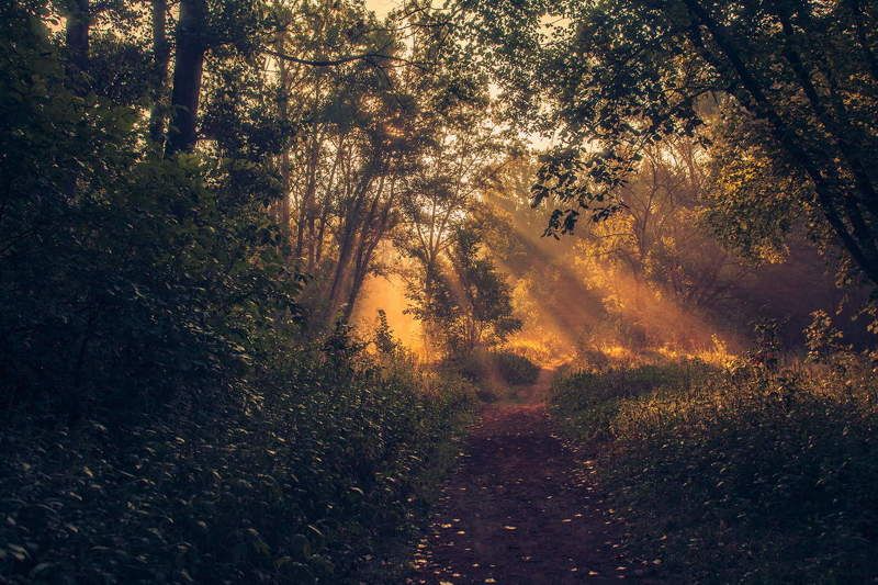 Утром в лесу!  фото превью