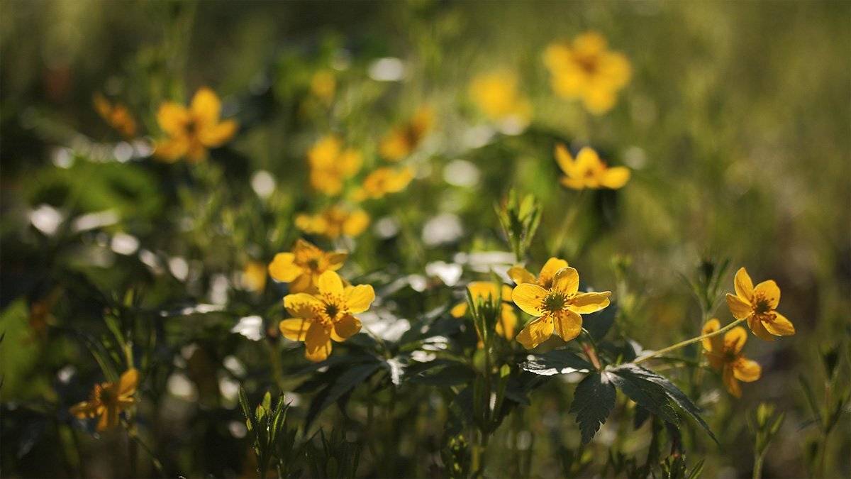 , Роман Рысь