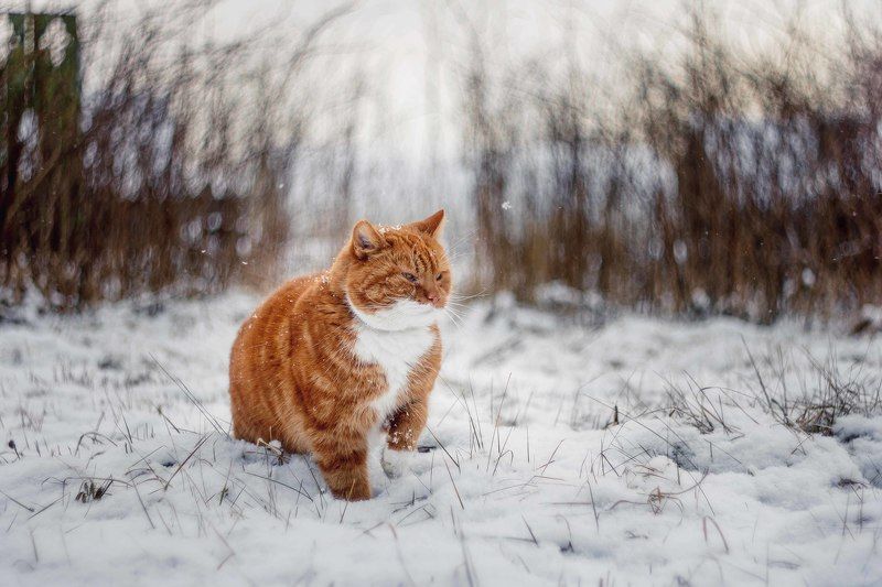 Филимонька фото превью