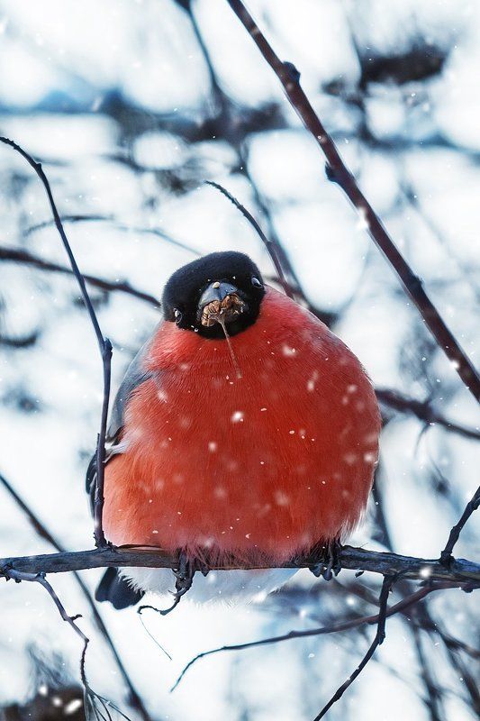 Снегириная фотосессия ))) фото превью