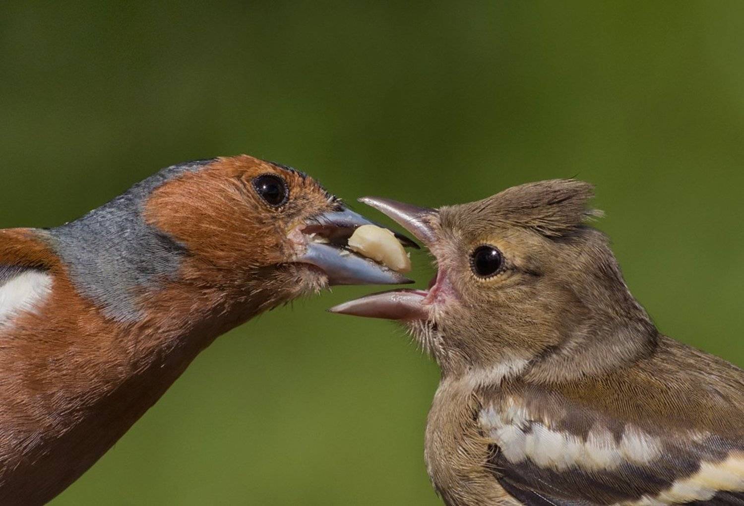 , Ирина Фурашова