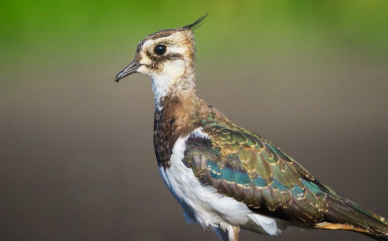 чибис. птицы, ликая природа, кулик, lapwing, bird, shorebird Молодой чибис фото превью