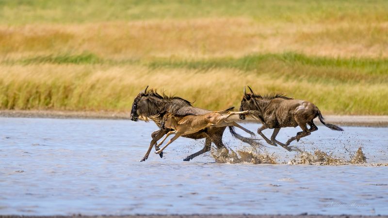 Водная преграда фото превью