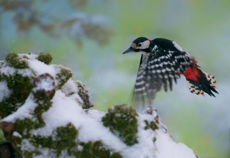 птицы, дятел, wildlife, birds, great spotted woodpecker, зима Скоро зима фото превью