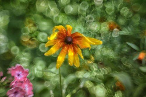 Цветок и винтажное боке..