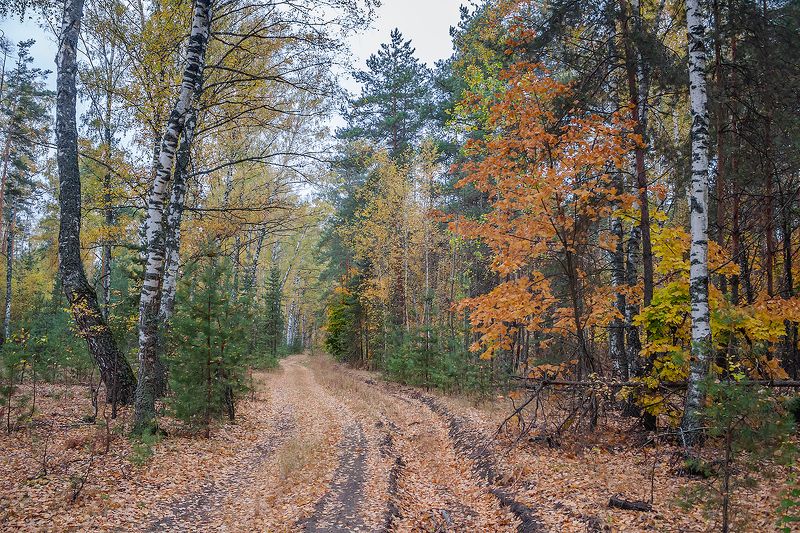 осень, октябрь, лес  фото превью