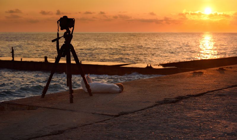 кот, море, набережная -Пошли лучше рыбы наловим фото превью