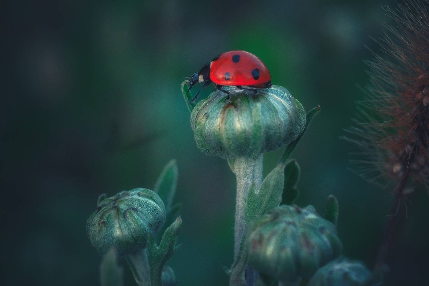 , Юлияна Стоянова