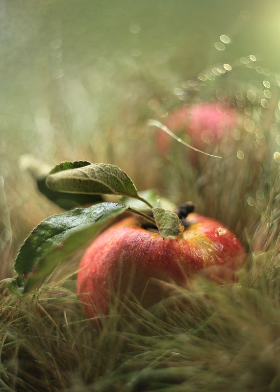 яблоко, осень ,волшебство,беларусь, ирина горюкина,объектив гелиос 44-2,краски жизни О любви.. фото превью
