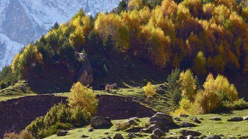 Осенняя пастораль