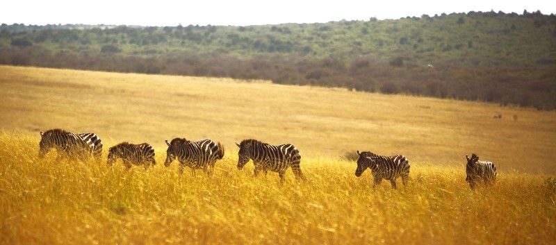 Зебра, Кения Масаи Мара фото превью