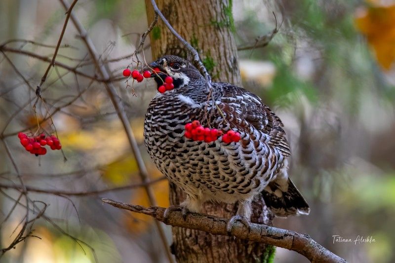 птицы Завтрак рябчика. фото превью
